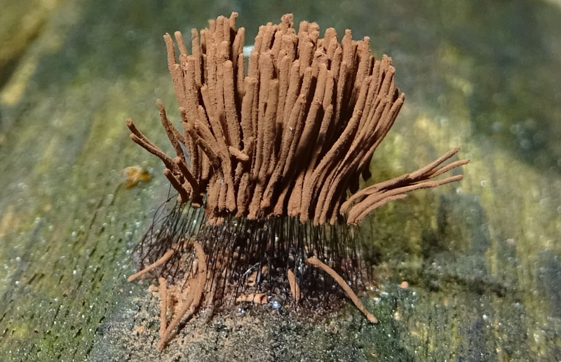 Stemonitis fusca var. rufescens